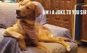 Hey Pandas, Turn A Pic Of Your Pet Into A Meme (Closed)