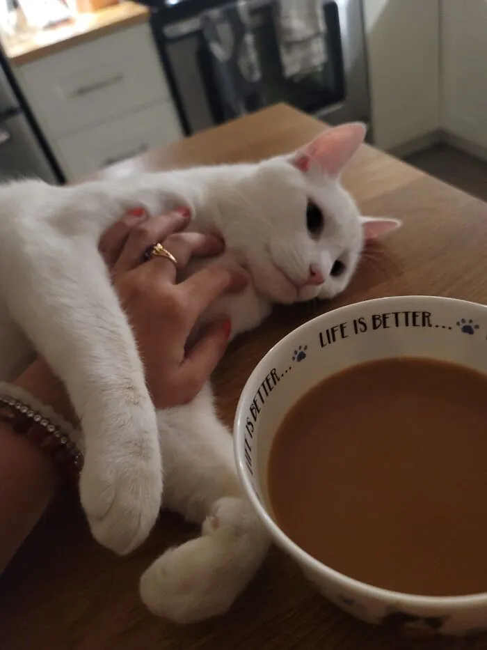 Life Is Better ... With A Cat (Or Cats).😻🐾 Meet My Boy, Kevin