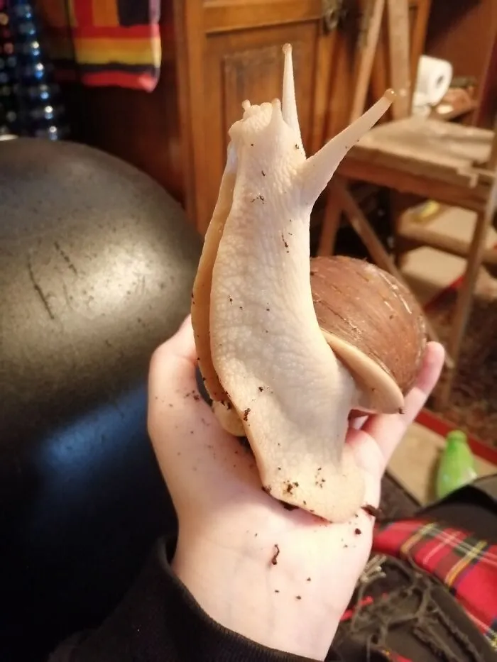 Orión, mi caracol gigante africano. Quiere estirarse hasta el cielo