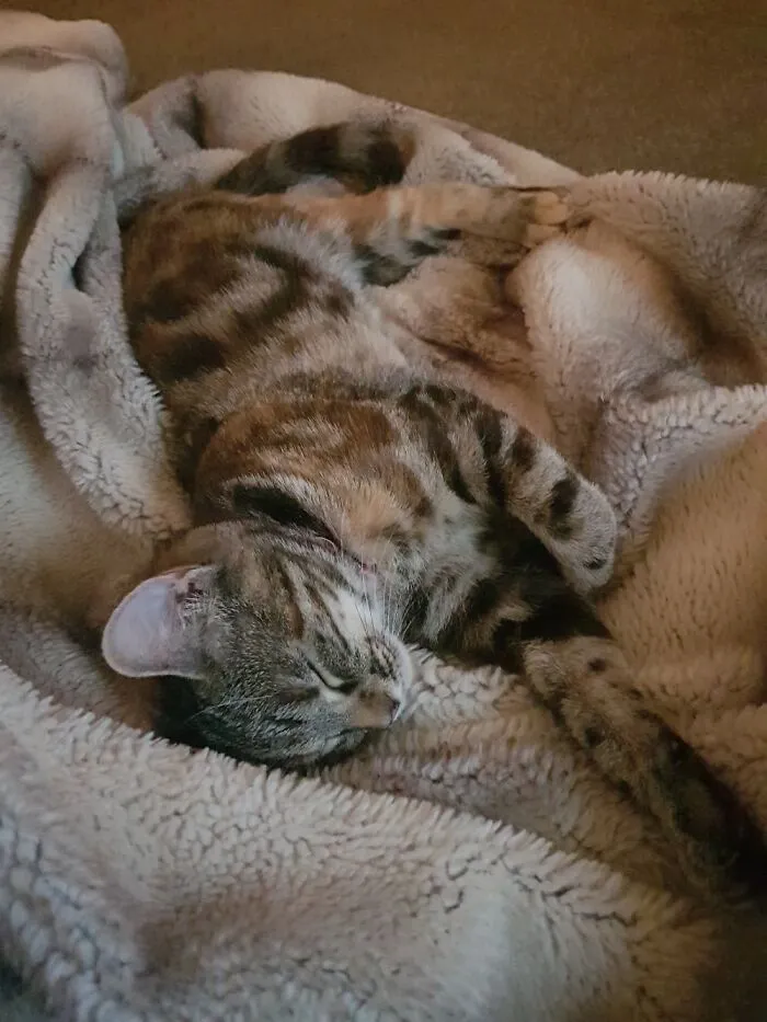 Comfy Kitty.