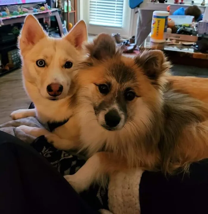 Gypsy And Loki
