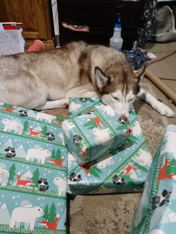 The Xmas Pup