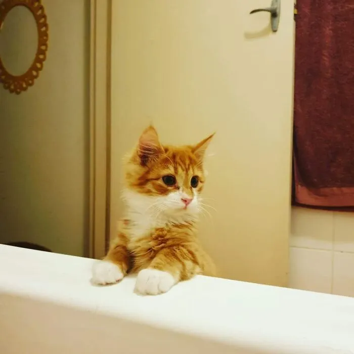 My Baby Archie