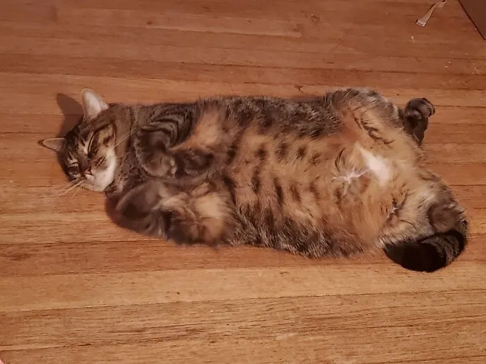 This Ham, Daisy.