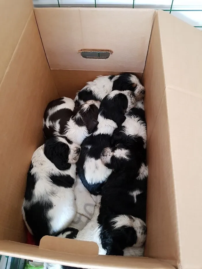 A Pile Of Puppies!