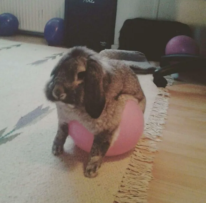 My Rabbit Pine Really Likes His Balloons