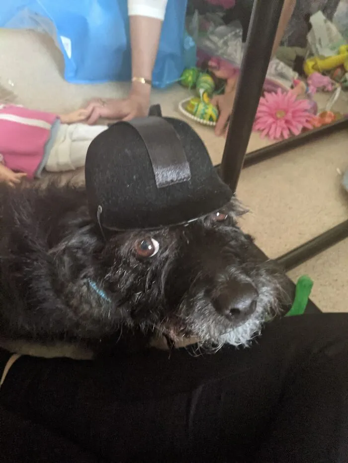 Dog In Har