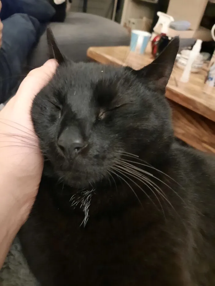 One Happy Kitty