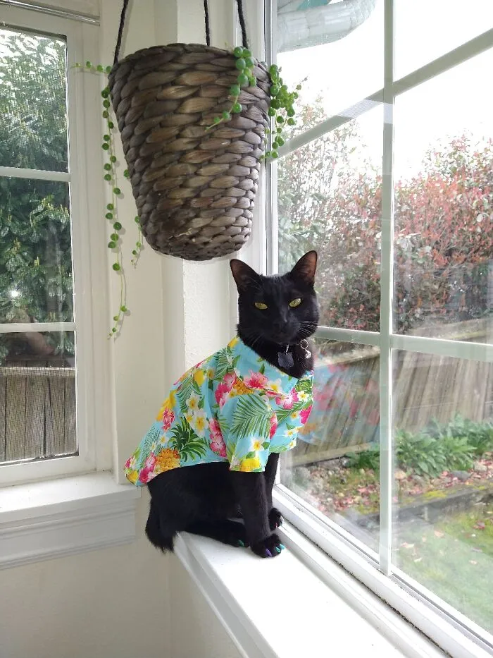 Meowgaritaville