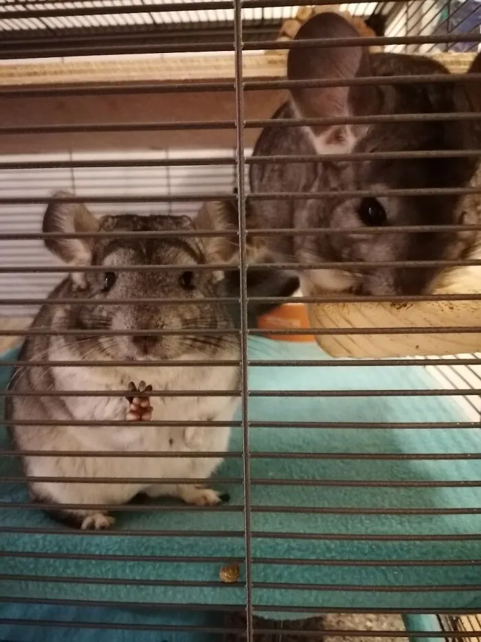 Help I'm In Jail