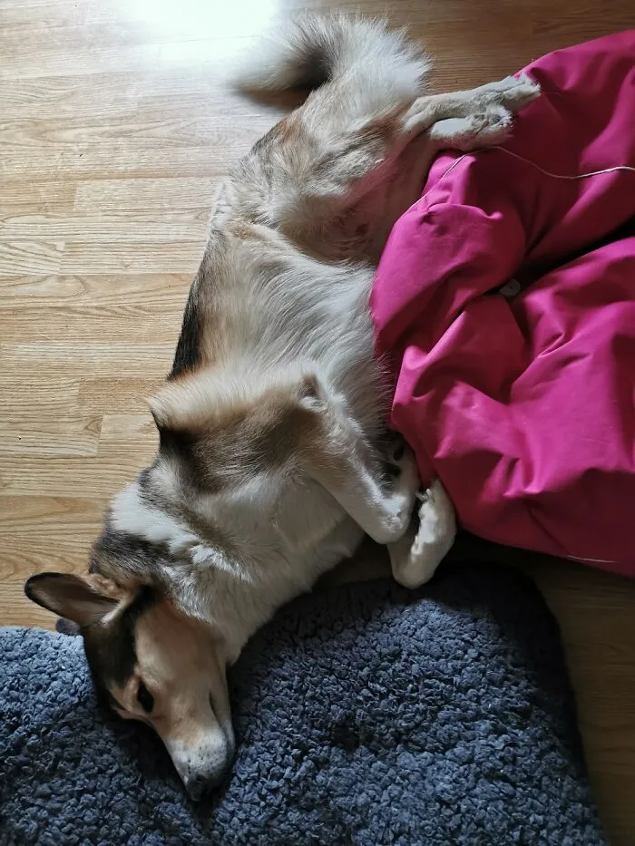 That's How You Use Your Bed, As A Pillow