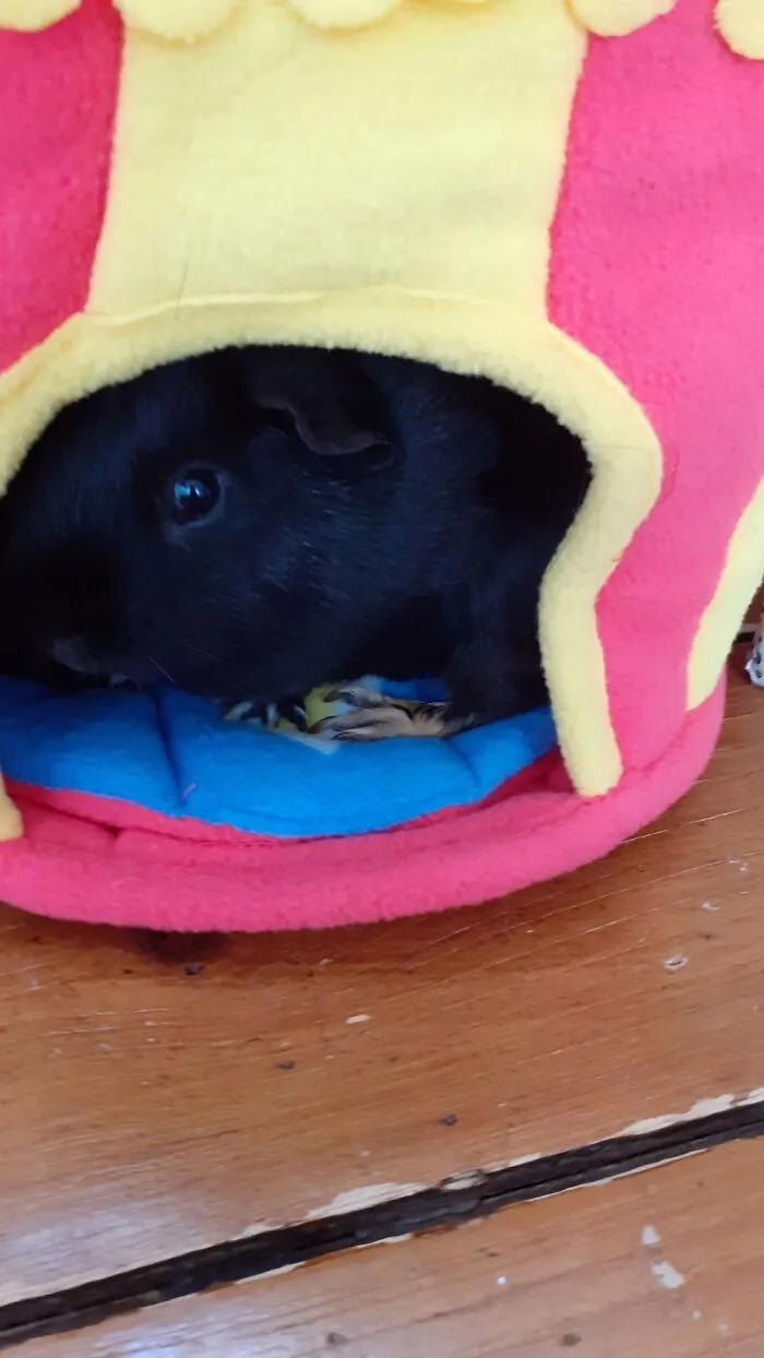 Piggie
