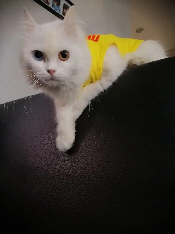 Two Colored Eyes, Leyka.