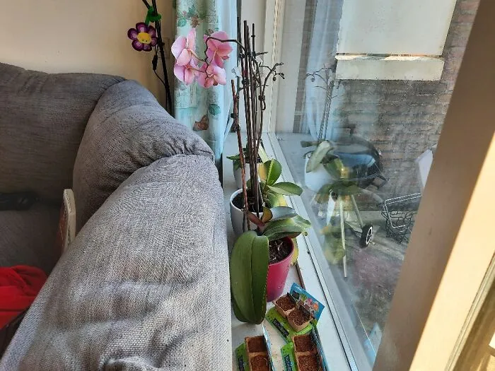 Moestuintjes And Orchids