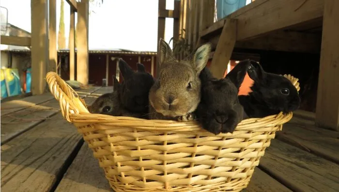 A Little Basket Of Baby Bunnies 🐰