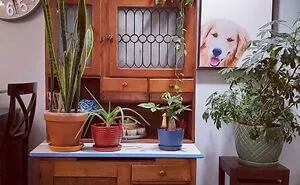Hey Pandas, Post A Picture Of One Of Your Plants (Closed)