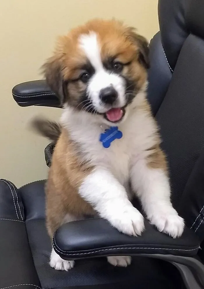 Baby Cj