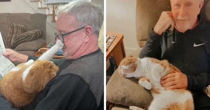 Cat Refuses To Leave The Side Of His Grandpa Who's Fighting Cancer