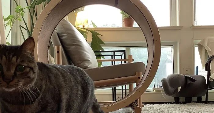 A Chair With An Integrated Running Wheel Was Invented For Cat Lovers
