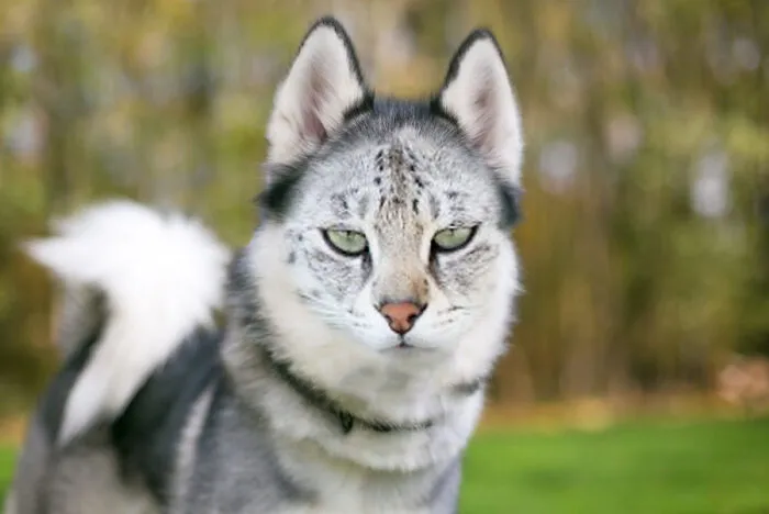 Huscat
