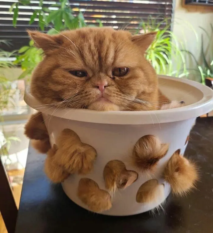 40 Gatos en lugares insólitos, compartidos en esta cuenta de Twitter