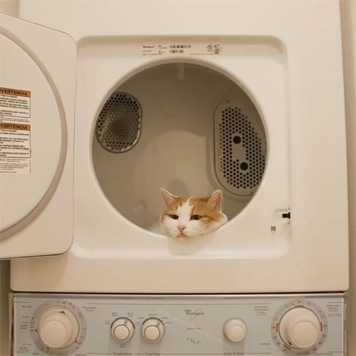 40 Pics Of Cats In Places They Shouldn’t Be, But They Are Because They Can, Shared By This Twitter Account