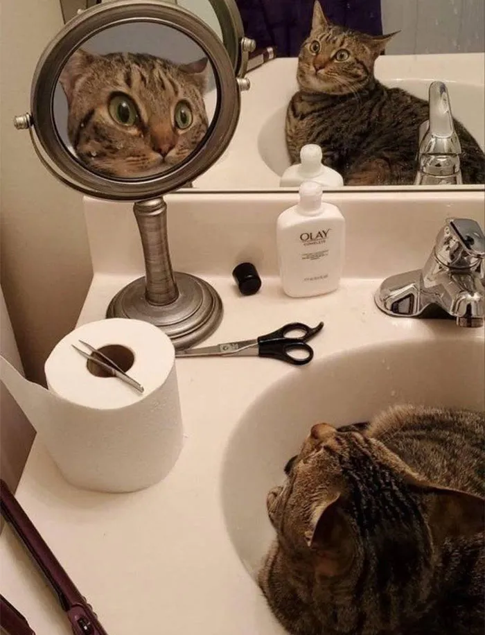 40 Gatos en lugares insólitos, compartidos en esta cuenta de Twitter