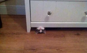 40 Pics Of Cats In Places They Shouldn’t Be, But They Are Because They Can, Shared By This Twitter Account