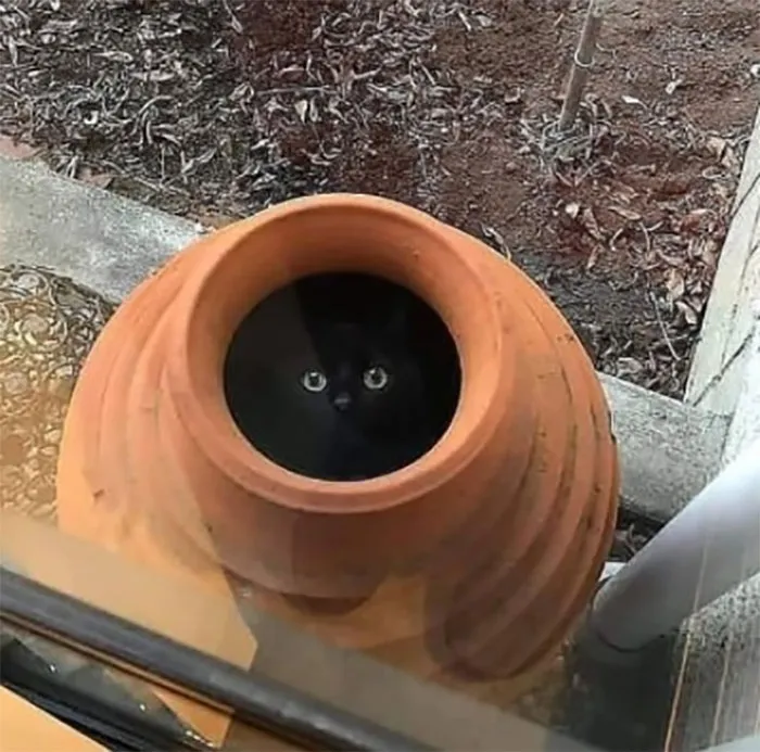 40 Gatos en lugares insólitos, compartidos en esta cuenta de Twitter