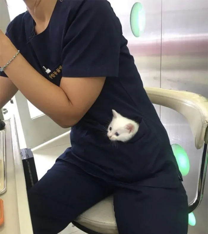 40 Gatos en lugares insólitos, compartidos en esta cuenta de Twitter