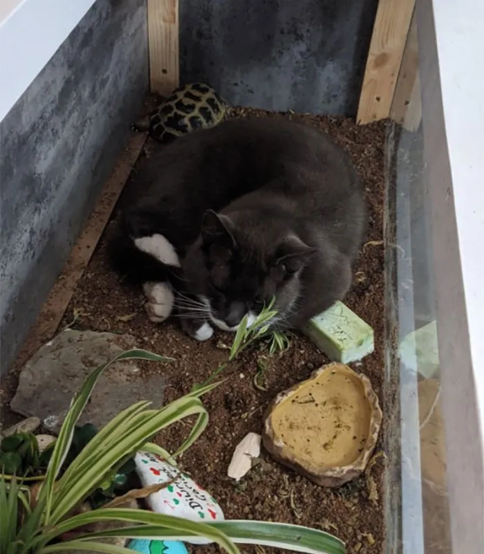 40 Pics Of Cats In Places They Shouldn’t Be, But They Are Because They Can, Shared By This Twitter Account