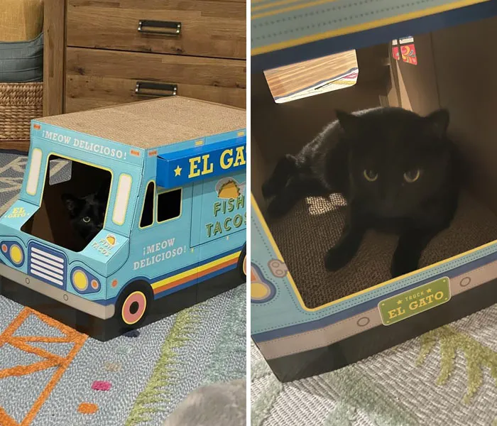 40 Pics Of Cats In Places They Shouldn’t Be, But They Are Because They Can, Shared By This Twitter Account