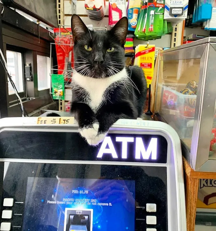 40 Pics Of Cats In Places They Shouldn’t Be, But They Are Because They Can, Shared By This Twitter Account