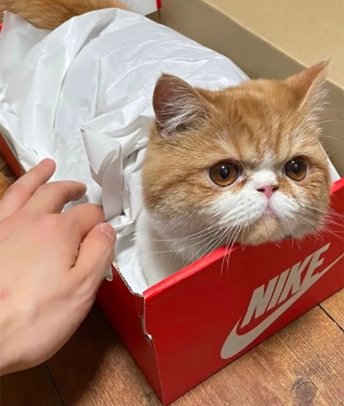 Cats-Random-Places-Pics