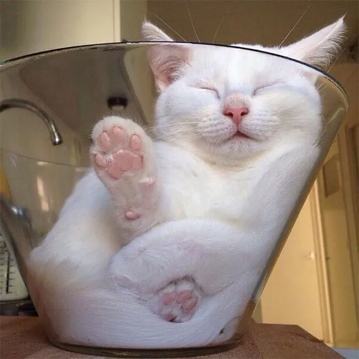 40 Pics Of Cats In Places They Shouldn’t Be, But They Are Because They Can, Shared By This Twitter Account