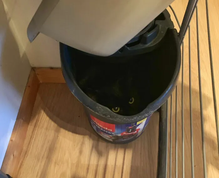 40 Pics Of Cats In Places They Shouldn’t Be, But They Are Because They Can, Shared By This Twitter Account