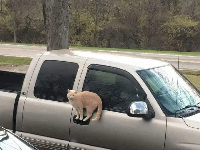 40 Gatos en lugares insólitos, compartidos en esta cuenta de Twitter