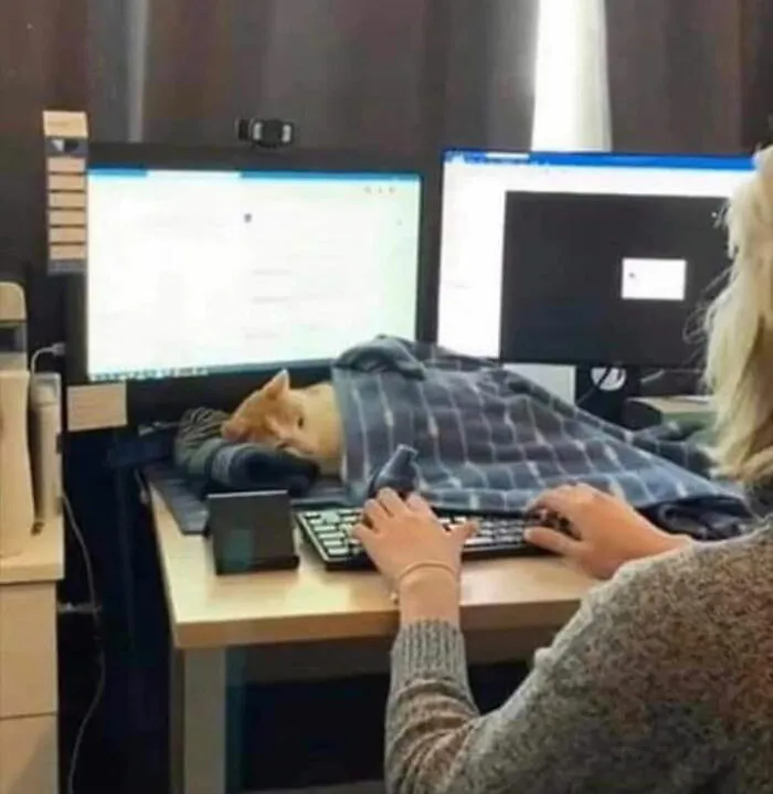 40 Gatos en lugares insólitos, compartidos en esta cuenta de Twitter