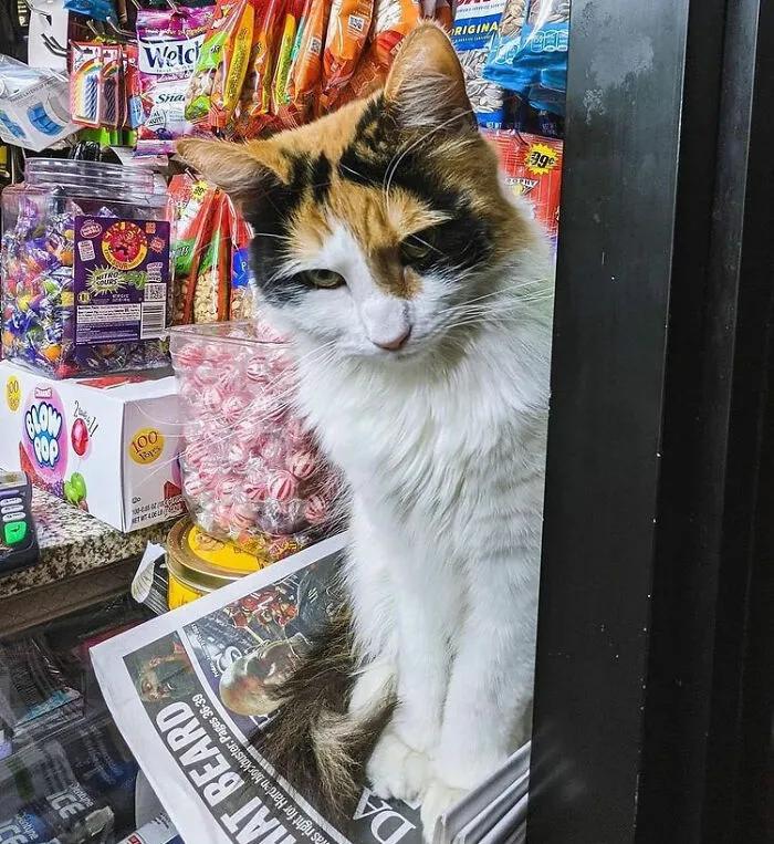 Cats-Random-Places-Pics