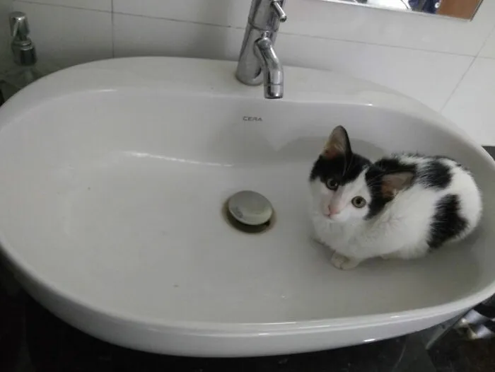 40 Pics Of Cats In Places They Shouldn’t Be, But They Are Because They Can, Shared By This Twitter Account