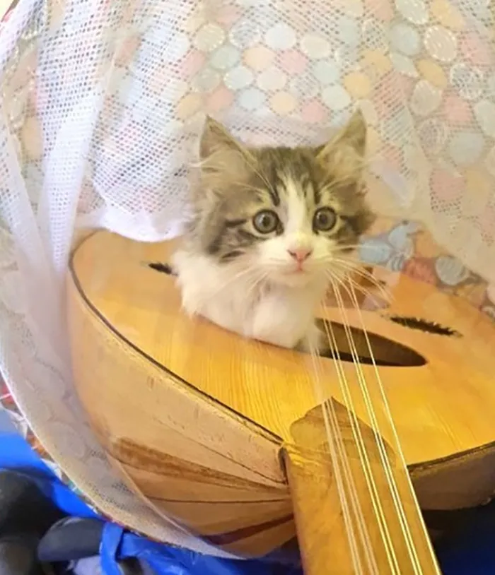 40 Pics Of Cats In Places They Shouldn’t Be, But They Are Because They Can, Shared By This Twitter Account