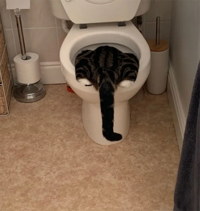 40 Pics Of Cats In Places They Shouldn’t Be, But They Are Because They Can, Shared By This Twitter Account