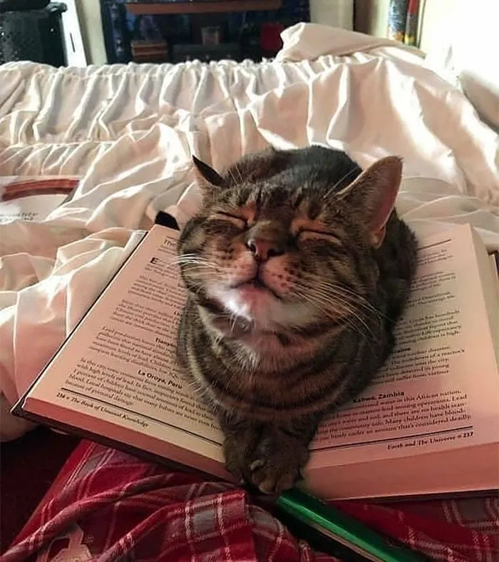 40 Gatos en lugares insólitos, compartidos en esta cuenta de Twitter