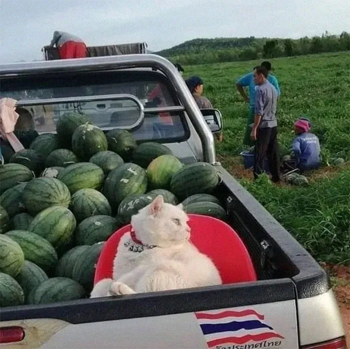 40 Pics Of Cats In Places They Shouldn’t Be, But They Are Because They Can, Shared By This Twitter Account