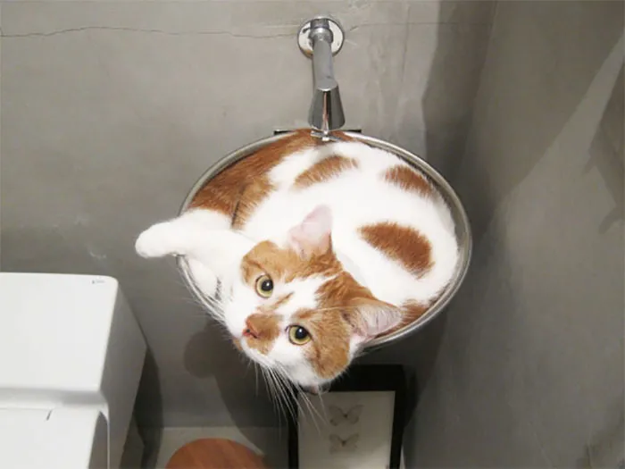 40 Pics Of Cats In Places They Shouldn’t Be, But They Are Because They Can, Shared By This Twitter Account