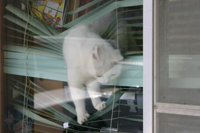 40 Pics Of Cats In Places They Shouldn’t Be, But They Are Because They Can, Shared By This Twitter Account