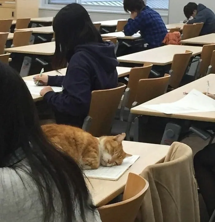 40 Pics Of Cats In Places They Shouldn’t Be, But They Are Because They Can, Shared By This Twitter Account