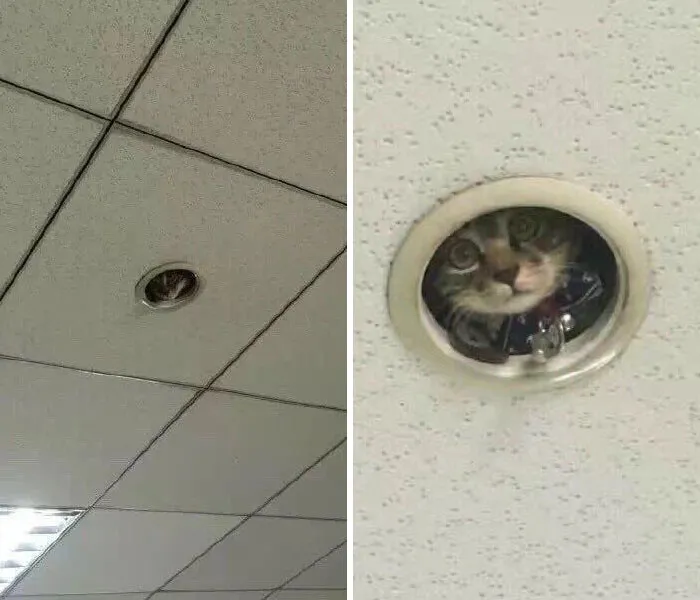 40 Pics Of Cats In Places They Shouldn’t Be, But They Are Because They Can, Shared By This Twitter Account