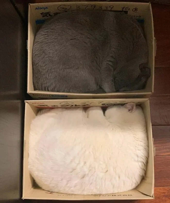 40 Gatos en lugares insólitos, compartidos en esta cuenta de Twitter