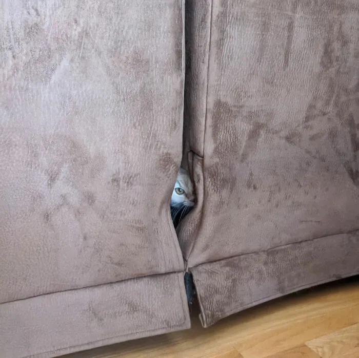 40 Pics Of Cats In Places They Shouldn’t Be, But They Are Because They Can, Shared By This Twitter Account